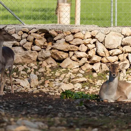Llamas Βίλα Pollença