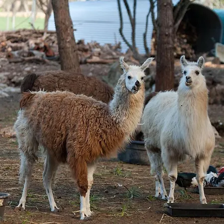 Llamas Βίλα Pollença